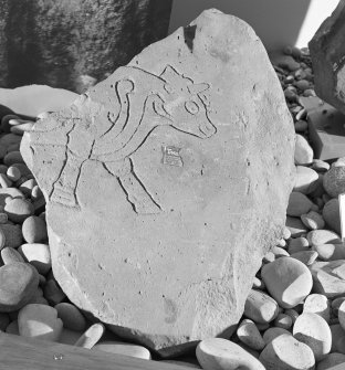 View of Burghead no.6 Pictish symbol stone fragment on display in Elgin Museum. 
































































































