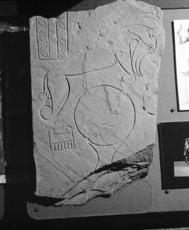 View of face of Fairygreen Pictish symbol stone, Collace on display in Marischal Museum, University of Aberdeen.
