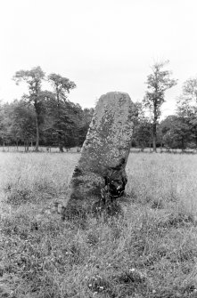 Glenkindie standing stone. View from NW.