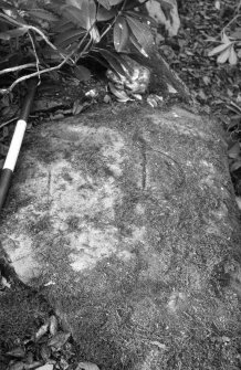 Cupmarked boulder reused as a boundary stone