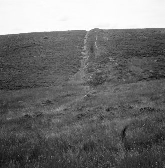 Buzzart Dykes running up hill.