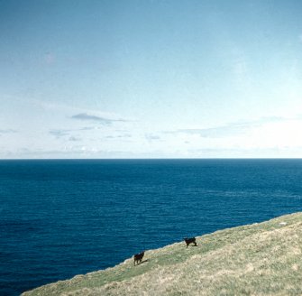 Soay sheep, St Kilda.