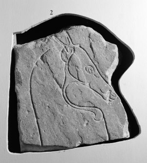 View of Ardross horse Pictish symbol stone fragment on display in Inverness Museum.