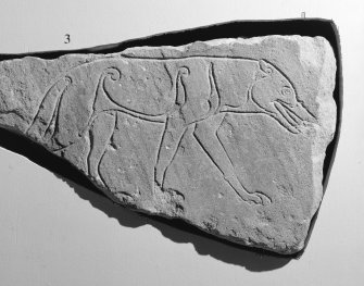 View of Ardross wolf Pictish symbol stone fragment on display in Inverness Museum.