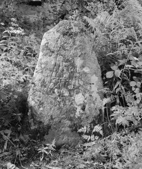 View of face of Pictish symbol stone with cup marks.