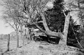 General view of Polwarth Church from behind trees