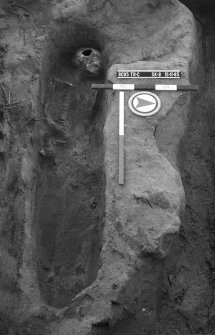 Newhall Point excavation archive
Frame 13: Trench C: Skeleton 8: Grave G24.
