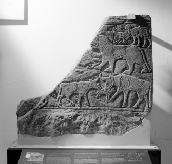 View of the Pictish carved stone known as the Calf Stone from Portmahomack.
 
