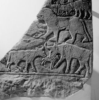 View of a detail of the Pictish carved stone known as the Calf Stone from Portmahomack.
 
