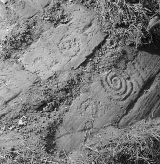 Detail of carved rock face with cup and ring marks at Eggerness, Garlieston.