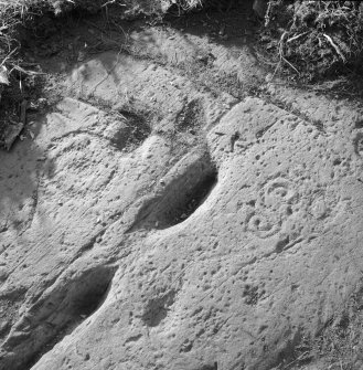 View of carved rock face with cup and ring marks at Eggerness, Garlieston.
