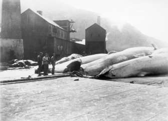 View of whaling station