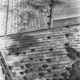 Mains of Glamis, oblique aerial view, taken from the W, showing the cropmarks of a round, and square, enclosures in the centre left, and further cropmarks across the photograph.