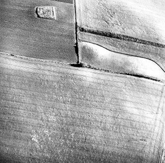 Scaniport Wood, oblique aerial view, taken from the SE, centred on the cropmarks of a palisaded enclosure and round house.