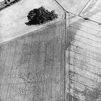 Gallows Hill, oblique aerial view, taken from the NNE, centred on the cropmarks of an unenclosed settlement.
