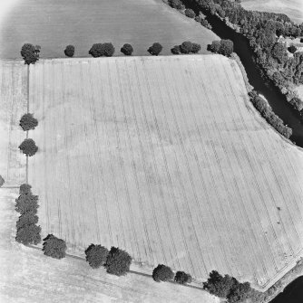 Strageath, oblique aerial view, taken from the S, showing linear cropmarks, part of the Annexe and a possible Roman road.