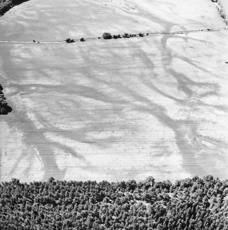 Carsie Mains, oblique aerial view, taken from the ENE, centred on a complex of cropmarks including pit features, ring-ditches and linear cropmarks.