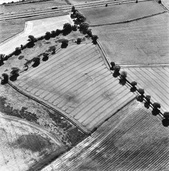 Glencarse, oblique aerial view, taken from the NNW, centred on the cropmarks of at least four souterrains.