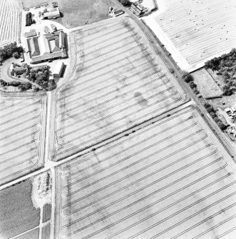 Mains of Errol, oblique aerial view, taken from the E, centred on the cropmarks of a round-house and possible round-house.
