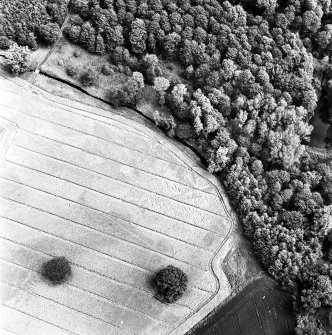 Rossie, oblique aerial view, taken from the SW, centred on cropmarks including a trackway and enclosure.