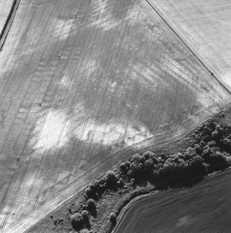 Pusk Wood, oblique aerial view, taken from the E, centred on cropmarks of cultivation remains, a possible souterrain and a possible sunken floored house.