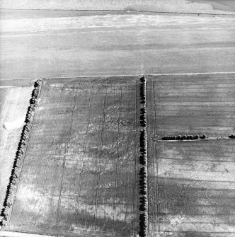 Craigmill, oblique aerial view, taken from the NW, centred on the cropmarks of possible pit-circles, linear cropmarks and rig. Enclosures, an unenclosed settlement and rig are visible in the bottom right half of the photograph.