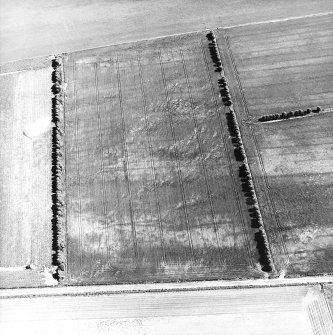 Craigmill, oblique aerial view, taken from the NW, centred on the cropmarks of possible pit-circles, linear cropmarks and rig.