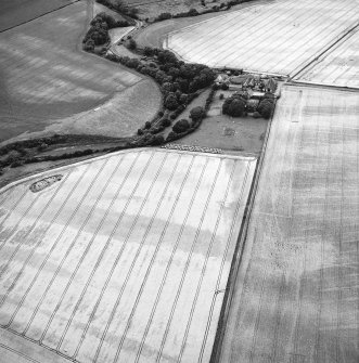 Craigmill, oblique aerial view, taken frow SW, centred on crop marks of an enclosure and rig.  A second enclosure is visible in the top right corner.