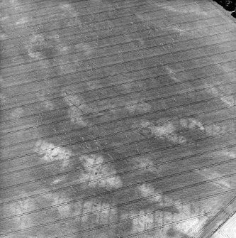 Boysack, oblique aerial view, taken from the NNE, centred on the cropmarks of an unenclosed settlement, a pit-defined enclosure and souterrains. The cropmarks of a pit-enclosure are visible in the bottom right-hand corner of the photograph.