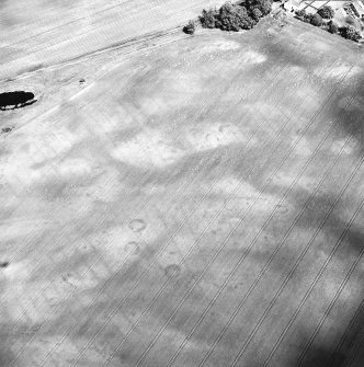 Boysack, oblique aerial view, taken from the SW, centred on the cropmarks of an unenclosed settlement, a pit-defined enclosure and souterrains. A pit-enclosure is visible in the left centre half of the photograph.