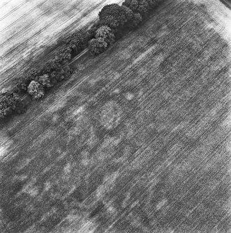 Coulter Mains, oblique aerial view, taken from the SSW, showing the cropmark of a settlement in the centre of the photograph.