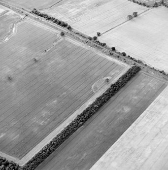 Oblique aerial view of Fortoun Bank centred on the cropmarks of a possible enclosure, taken from the NNE.