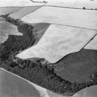 Linthill, fort and linear cropmarks: oblique air photograph of cropmarks.
