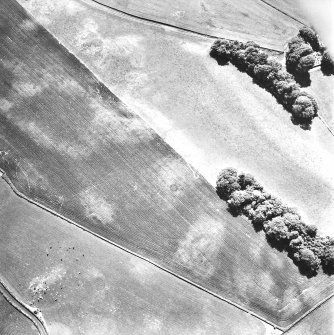 Rosebank, oblique aerial view, taken from the NNE, centred on the cropmark of a ring-ditch.