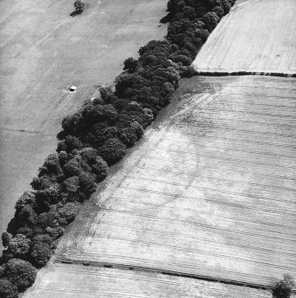 Conhuith Plantation, oblique aerial view, taken from the WNW, centred on the cropmarks of two settlement enclosures.