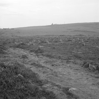 Hill o' Many Stanes, Clyth
General view of the stone rows.
