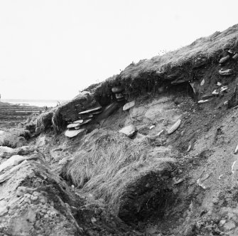 Cutting 5: Hurricane damage to cutting, looking west.