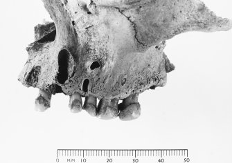 Area 2: Cist grave 2, detail of skull.