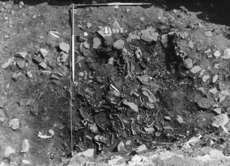 Excavation photograph : area N - partially excavated dog pit without numbers.