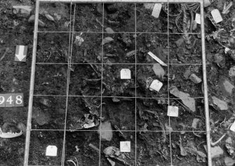 Excavation photograph : area N - detail of metre 302/303.8 of dog bones.