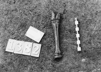 Excavation photograph: area H/X - articulated bone within charcoal and bone rich layer.