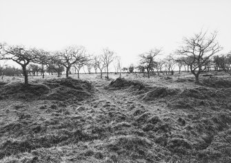 Antonine Wall Seabees Wood 