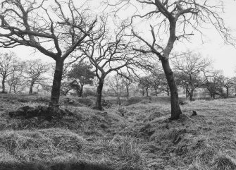 Antonine Wall Seabees Wood 