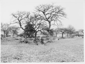 Antonine Wall Seabees Wood 