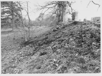 Lochmaben Castle.  Views Cattle Damage to Approach Road + Outer Bailey