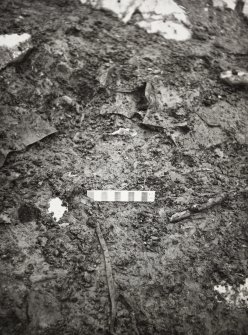 Threave Castle Excavations 1974 