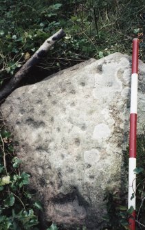 View of upper face of cup-marked boulder; photographic scale in 200mm divisions