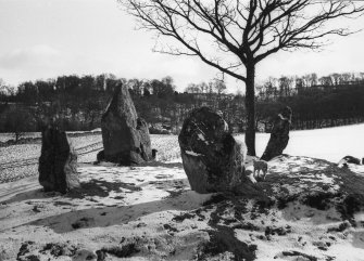 General view of stone circle in snow, with lambs.