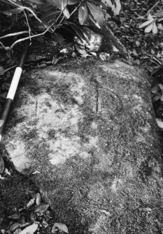 Cupmarked boulder reused as a boundary stone