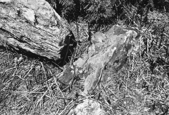 Gort na h-Ulaidhe. Broken frontal slabs and side slab of cist behind.